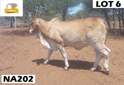 1 x RED BRAHMAN COW NA 202