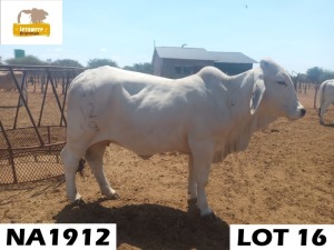 1 x GREY BRAHMAN COW NA1912