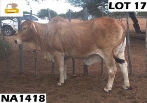 1 x RED BRAHMAN COW NA1418