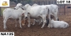 1+1 x GREY BRAHMAN COW + CALF NA135