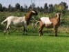 2X OOI/EWE DOUBLE BAR 7 MEATMASTERS (Per stuk om lot te neem/Per Piece to take the lot) - 3