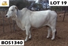 1 x GREY BRAHMAN COW BOS1340