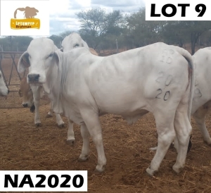 1 x GREY BRAHMAN COW NA2020