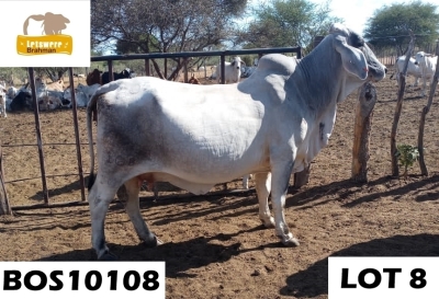 1 x GREY BRAHMAN COW BOS10108