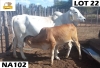 1+1 x GREY BRAHMAN COW NA102