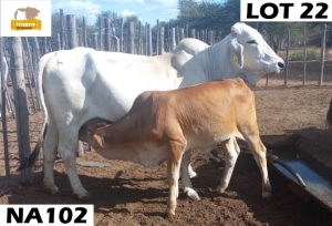 1+1 x GREY BRAHMAN COW NA102