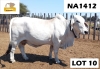 1 x GREY BRAHMAN COW NA1412