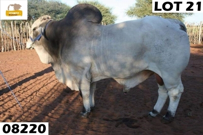 10 x SEMEN STRAW COW + CALF BOS 08 220