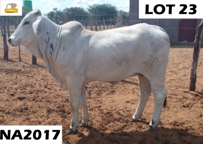 1 x GREY BRAHMAN COW NA2017