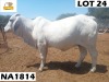 1 x GREY BRAHMAN COW NA1814