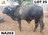 1 x GREY BRAHMAN BULL NA203