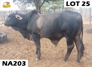 1 x GREY BRAHMAN BULL NA203