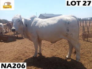 1 x GREY BRAHMAN COW NA206