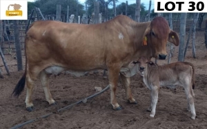 WITHDRAWN - 1+1 x RED BRAHMAN COW + CALF N/A