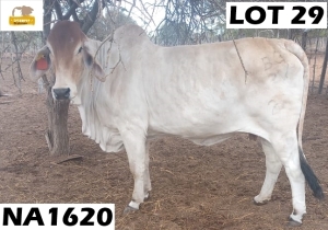 1 x GREY BRAHMAN COW NA1620