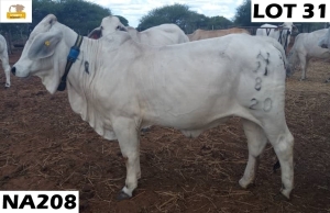 1 x GREY BRAHMAN COW NA208