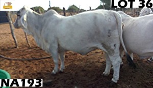 1 x GREY BRAHMAN COW NA193