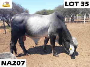 1 x GREY BRAHMAN BULL NA207