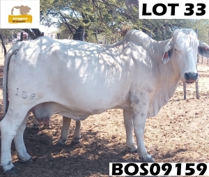 WITHDRAWN - 1 x GREY BRAHMAN COW BOS09158