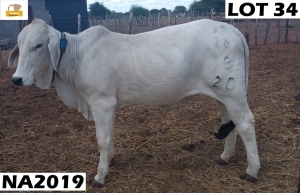 1 x GREY BRAHMAN COW NA2019