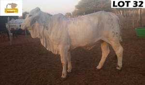 1 x GREY BRAHMAN COW NA203