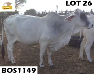 1+1 x GREY BRAHMAN COW + CALF BOS1149