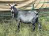 LOT 71 1X STUD MBUZI BUCK( Mr Grey)