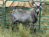 LOT 71 1X STUD MBUZI BUCK( Mr Grey) - 2