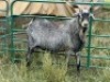 LOT 71 1X STUD MBUZI BUCK( Mr Grey) - 2