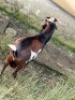 LOT 72 1X STUD MBUZI BUCK ( Kuifie) - 3