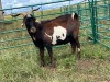 LOT 72 1X STUD MBUZI BUCK ( Kuifie) - 2