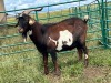 LOT 72 1X STUD MBUZI BUCK ( Kuifie)