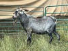 LOT 72 1X STUD MBUZI BUCK ( Kuifie) - 4