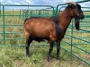 LOT 74 1X MBUZI BUCK - 2