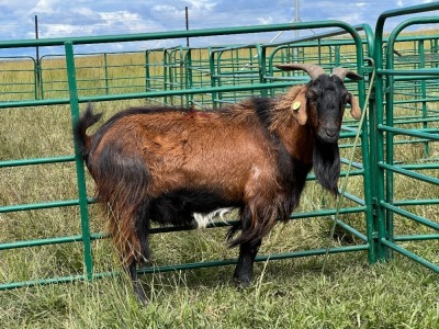 LOT 74 1X MBUZI BUCK