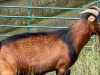 LOT 75 1X MBUZI BUCK - 2