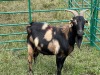 LOT 76 1X MBUZI BUCK (Cocoa) - 2