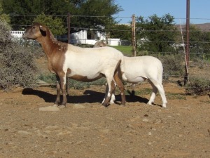 1X OOI/EWE WILGERBOOM MEATMASTERS