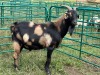 LOT 76 1X MBUZI BUCK (Cocoa) - 3