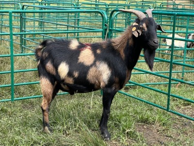 LOT 76 1X MBUZI BUCK (Cocoa)