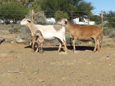 2X OOI/EWE WILGERBOOM MEATMASTERS (Per stuk om lot te neem/Per Piece to take the lot)