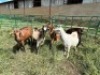 LOT 82 5X IMBUZI DOE (Pay per Animal to take all)