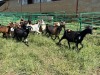 LOT 85 10X IMBUZI DOW (Pay per Animal to take all) - 2