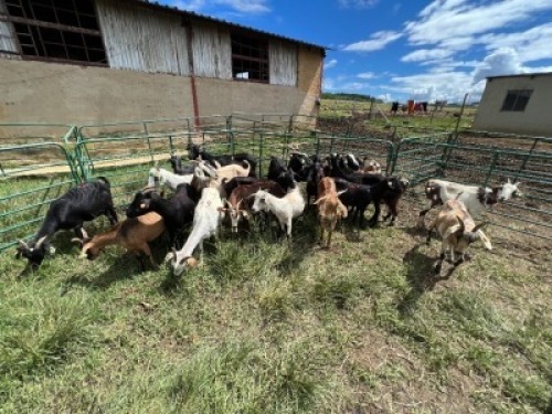 LOT 64 20X IMBUZI STUD DOE (Pay per Animal to take all)