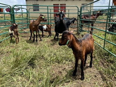 LOT 42 2X IMBUZI DOE (Pay per Animal to take all)