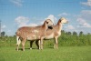 2X OOI/EWE DOUBLE BAR 7 MEATMASTERS (Per stuk om lot te neem/Per Piece to take the lot)