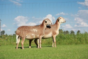 2X OOI/EWE DOUBLE BAR 7 MEATMASTERS (Per stuk om lot te neem/Per Piece to take the lot)