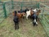 LOT 45 8X IMBUZI STUD DOE (Pay per Animal to take all) - 2