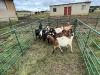 LOT 46 5X IMBUZI STUD DOE (Pay per Animal to take all) - 3