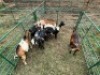 LOT 46 5X IMBUZI STUD DOE (Pay per Animal to take all) - 4